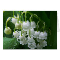 Spring In Maine Greeting Card