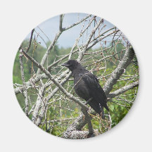 Spring In Maine Fridge Magnets