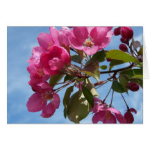 Spring In Maine Greeting Card