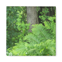 Spring In Maine magnets by nmpics Spring In Maine magnets