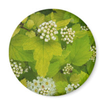 Spring In Maine magnets