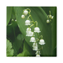 Spring In Maine Magnets