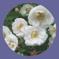 Spring In Maine stickers