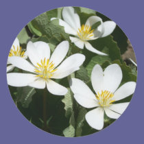 Spring In Maine stickers