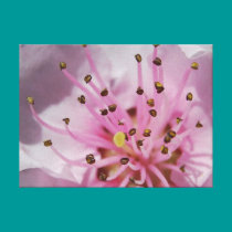 Spring In Pink canvas prints