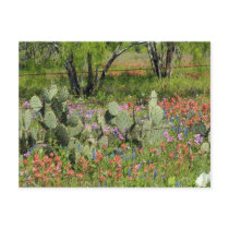 Spring in Texas Postcard