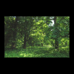 Spring in the Woods 01 canvas prints