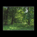 Spring in the Woods 01 postcards