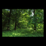 Spring in the Woods 01 posters