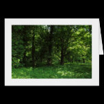 Spring in the Woods 02 (bordered) cards