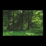 Spring in the Woods 02 canvas prints
