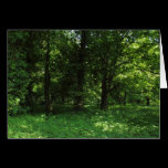 Spring in the Woods 02 cards