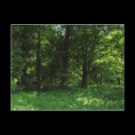 Spring in the Woods 02 postcards