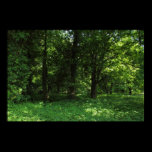 Spring in the Woods 02 posters