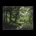Spring in the Woods 03 postcards