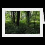 Spring in the Woods 04 (Bordered) cards