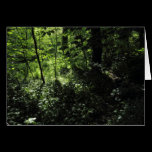 Spring in the Woods 04 cards
