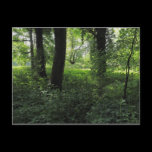 Spring in the Woods 04 postcards