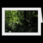 Spring in the Woods 05 (Bordered) cards