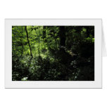 Spring in the Woods 05 (Bordered) Cards