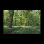 Spring in the Woods, Bute Park, Cardiff canvas prints