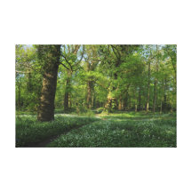 Spring in the Woods, Bute Park, Cardiff Canvas Print