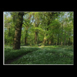 Spring in the Woods, Bute Park, Cardiff postcards