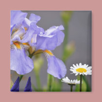 Spring Iris and Daisy Flowers magnets