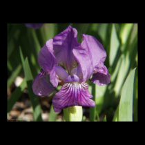 Spring Iris posters