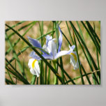 Spring Iris posters