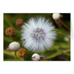 Spring is Coming Greeting Cards