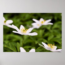 Spring is coming! posters