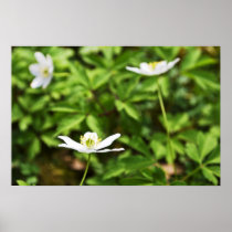 Spring is coming! posters