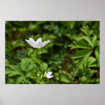 Spring is coming! posters