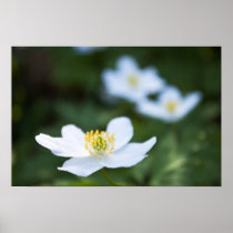 Spring is coming! posters