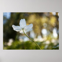 Spring is coming! posters