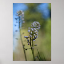 Spring is coming! posters