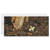 Spring is coming rack cards