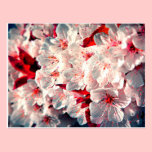 Spring is here - apple blossoms postcards