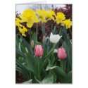 Spring is Here! cards by Groovynet Spring is Here! cards