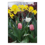 spring, flower, flowers, daffodil, narcissus,