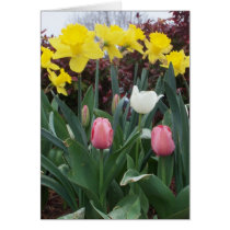 Spring is Here! cards by Groovynet Spring is Here! cards