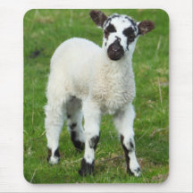 Spring Lamb Mousemats
