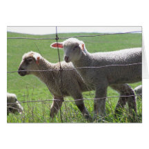 Spring Lamb Note Card