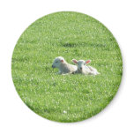 Spring Lambs magnets
