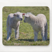 Spring Lambs Mousemat