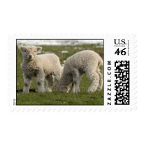 Spring Lambs Stamps