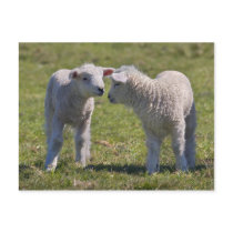 Spring Lambs Postcard