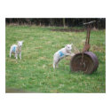Spring Lambs posters by daituom Spring Lambs posters