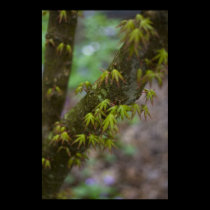 Spring leaves canvas print posters